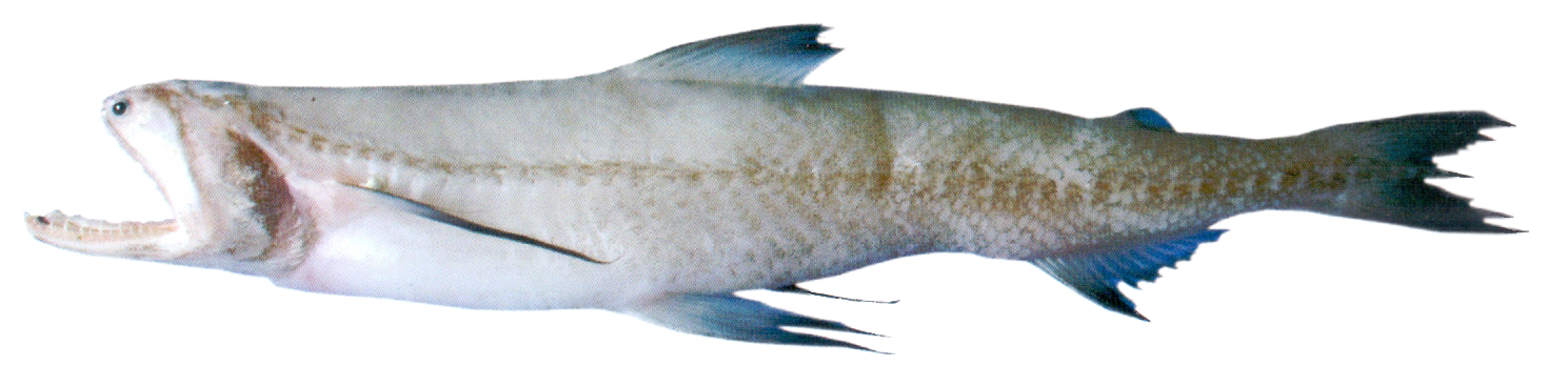 Fish 1
